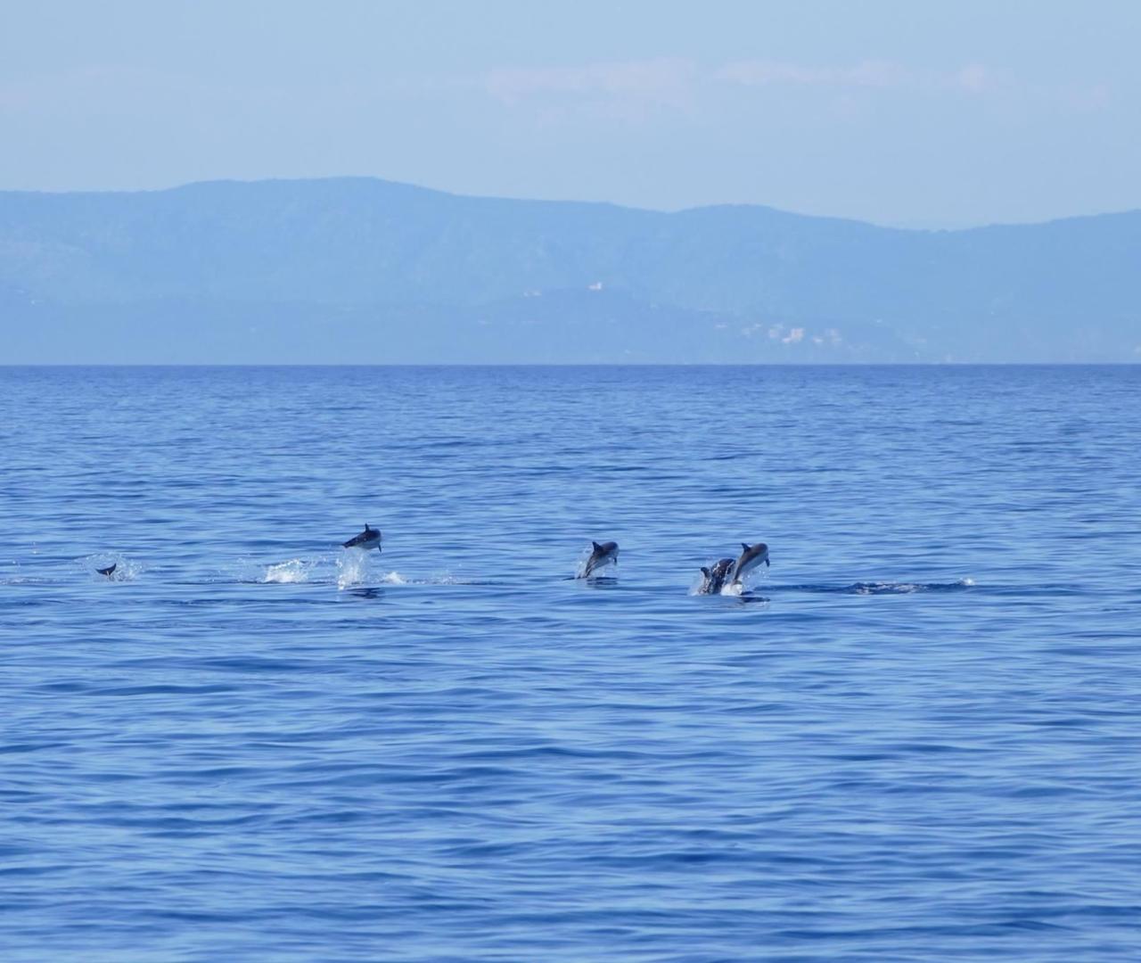 Sortie observation des cétacés au coeur du Sanctuaire Pelagos