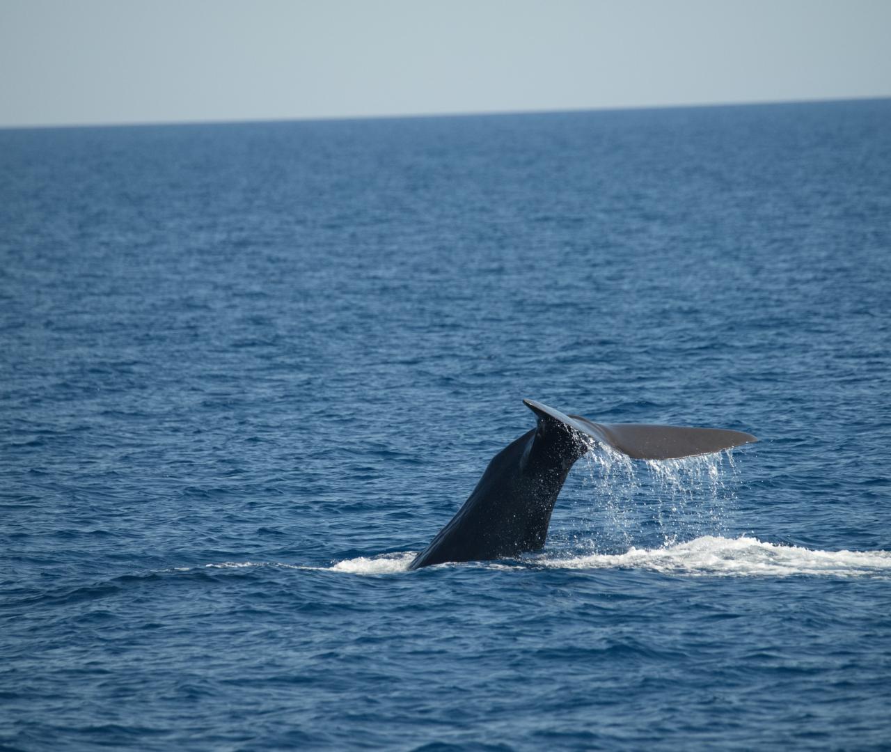 Sortie observation des cétacés au coeur du Sanctuaire Pelagos