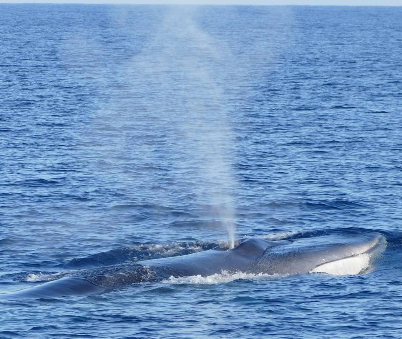 Sortie observation des cétacés au coeur du Sanctuaire Pelagos