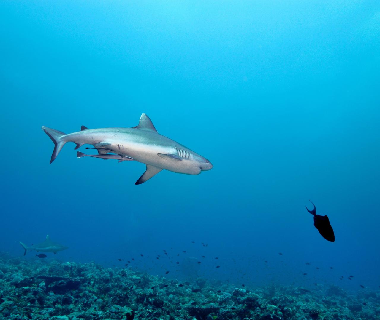 Explorez le monde avec Espace Voyage - Oceanes